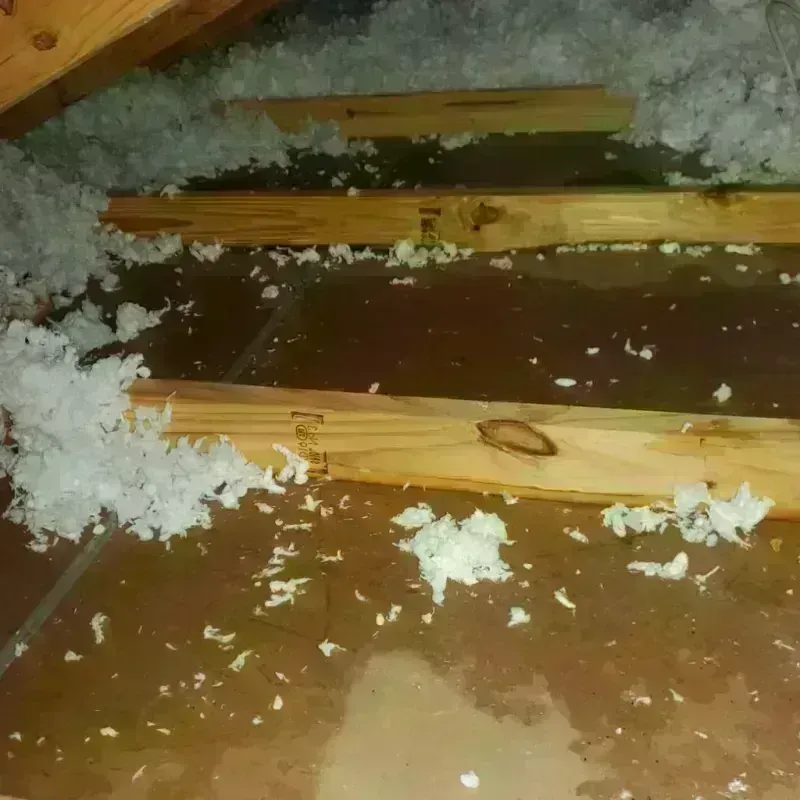 Attic Water Damage in Alachua, FL