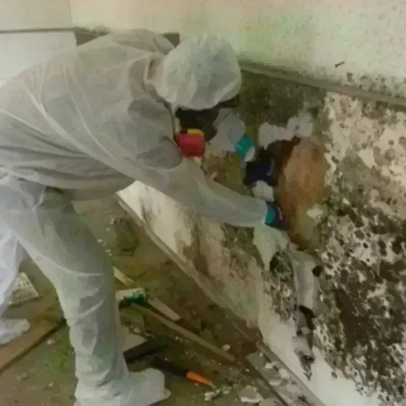 Mold Remediation and Removal in Alachua, FL